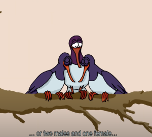 Deux mâles et une femelle oiseau