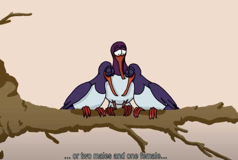 Deux mâles et une femelle oiseau